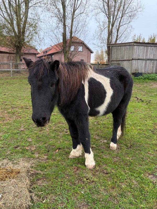 Photo site mode portrait